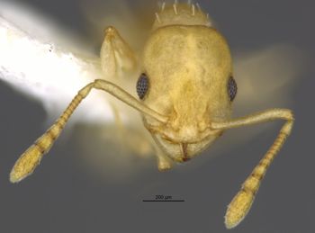 Media type: image;   Entomology 583618 Aspect: head frontal view